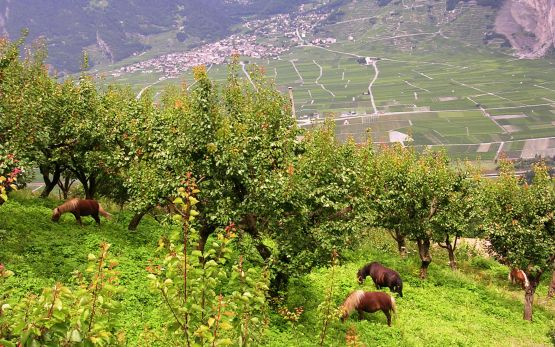 Aprikosen im Wallis